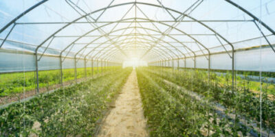 greenhouse-485x360 greenhouse-485x360